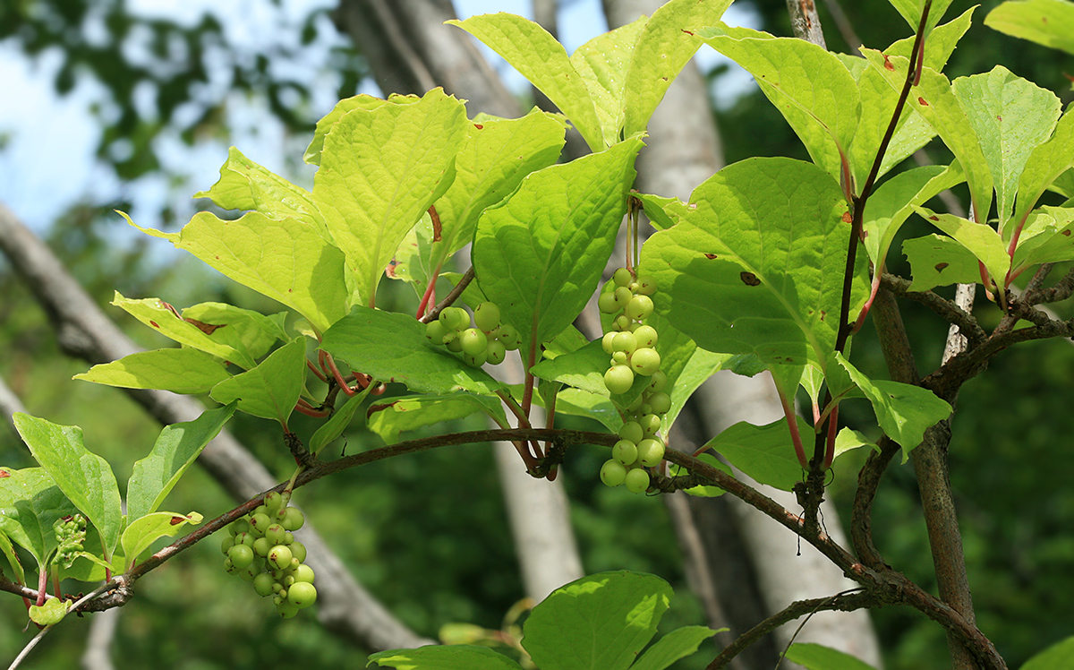 Изображение особи Schisandra chinensis.