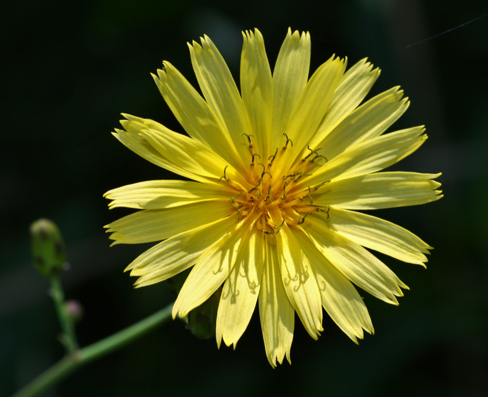 Image of Hieracium hololeion specimen.