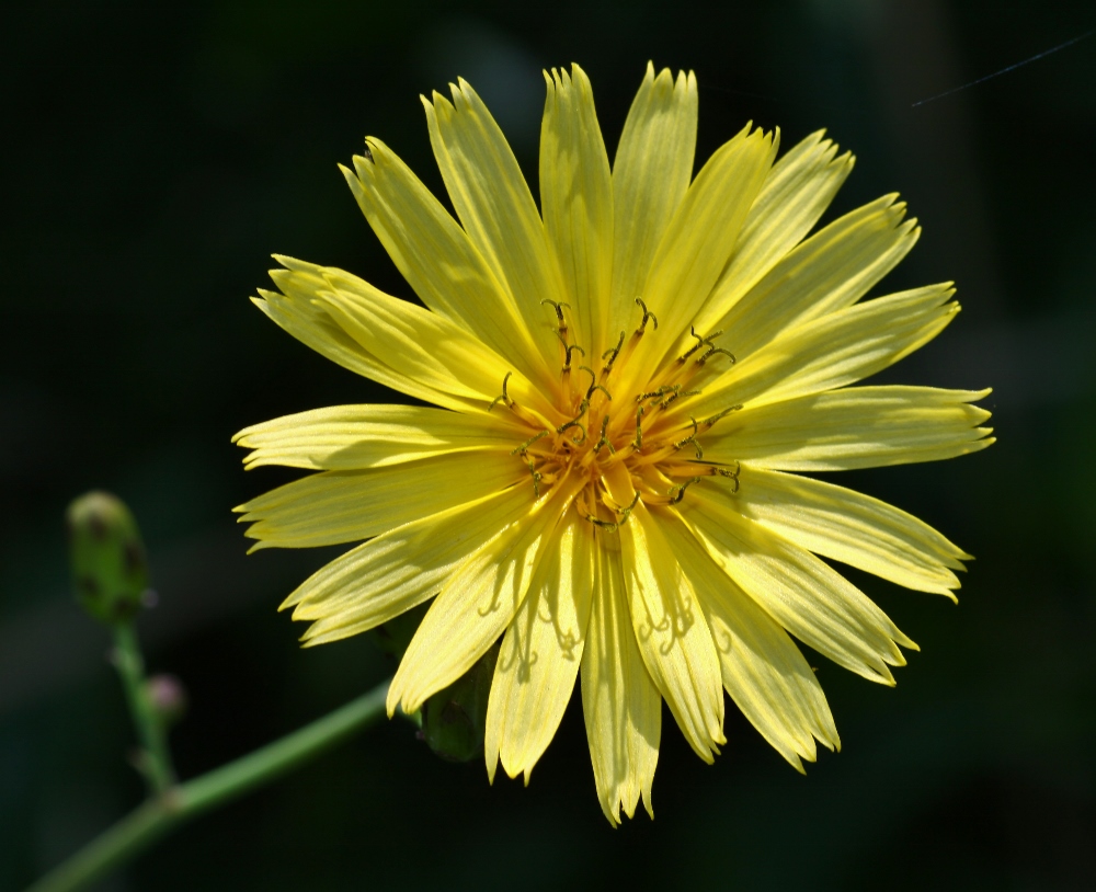 Изображение особи Hieracium hololeion.