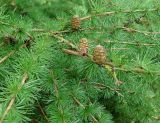 Larix decidua. Часть ветви с шишками. Польша, Беловежа. 27.06.2009.