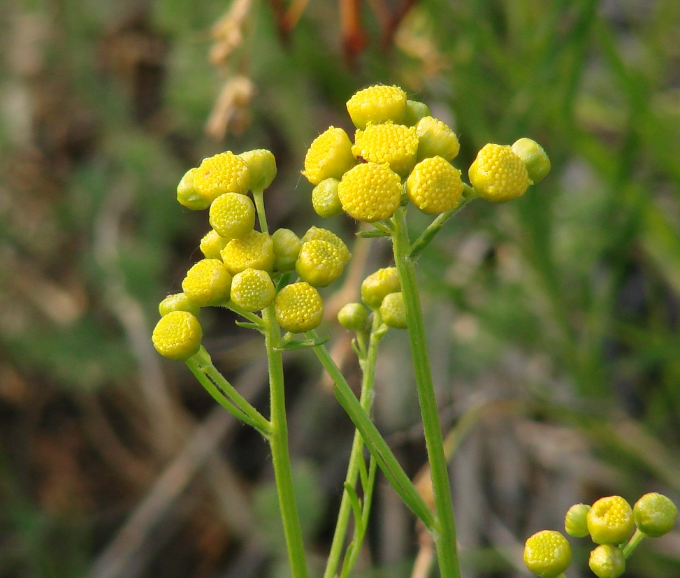 Изображение особи Filifolium sibiricum.