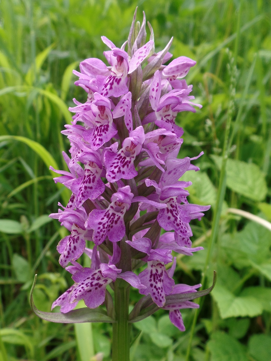 Image of Dactylorhiza sibirica specimen.