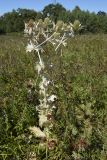 Eryngium giganteum. Плодоносящее высыхающее растение. Адыгея, хребет Уна-Коз, горный луг, выс. ≈ 1000 м н.у.м. 17.09.2016.