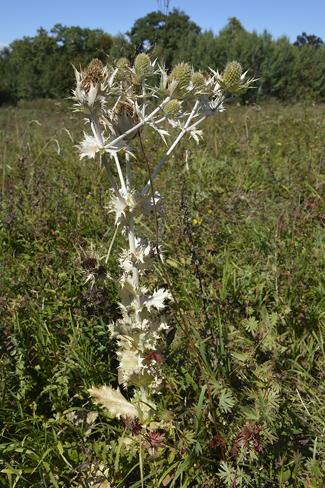 Image of Eryngium giganteum specimen.