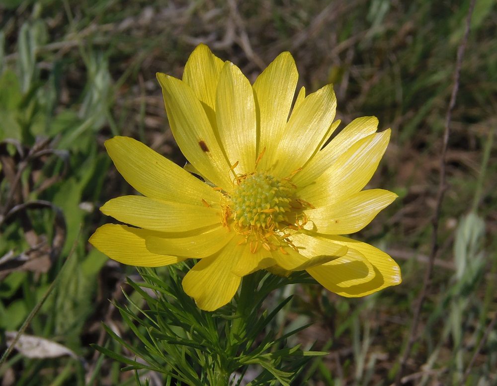 Изображение особи Adonis vernalis.