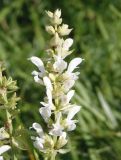 Salvia tesquicola. Верхушка соцветия (белоцветковая форма). Украина, Запорожский р-н, участок разнотравной степи между старой дорогой и прудом. 07.06.2016.