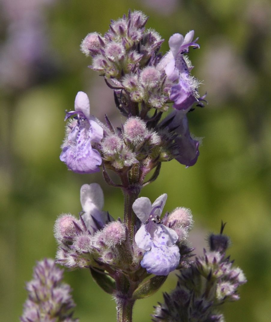 Image of Nepeta nuda specimen.