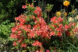 Rhododendron molle подвид japonicum. Цветущее растение. Москва, ботанический сад МГУ \"Аптекарский огород\". 05.06.2009.