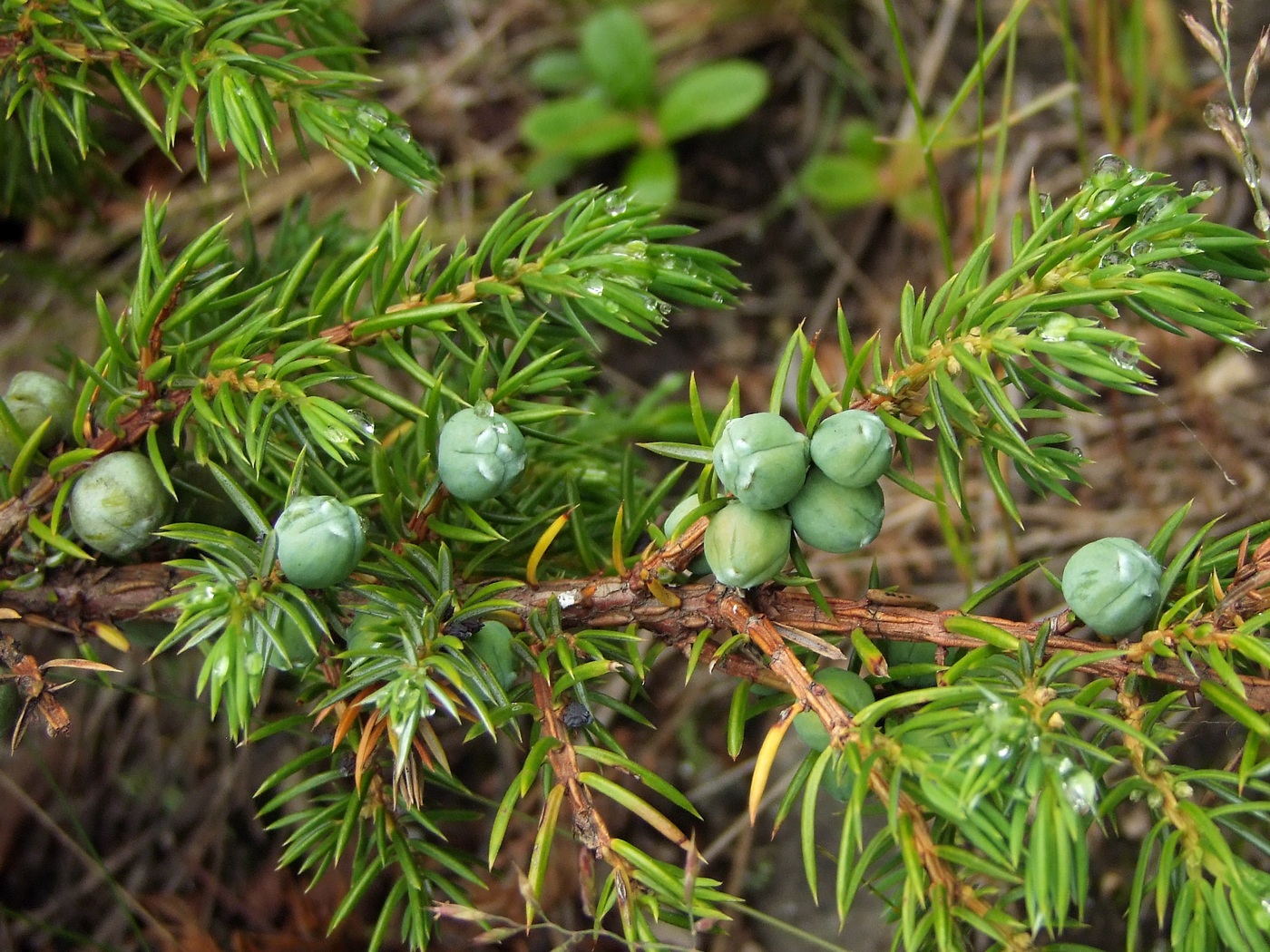 Изображение особи Juniperus sibirica.