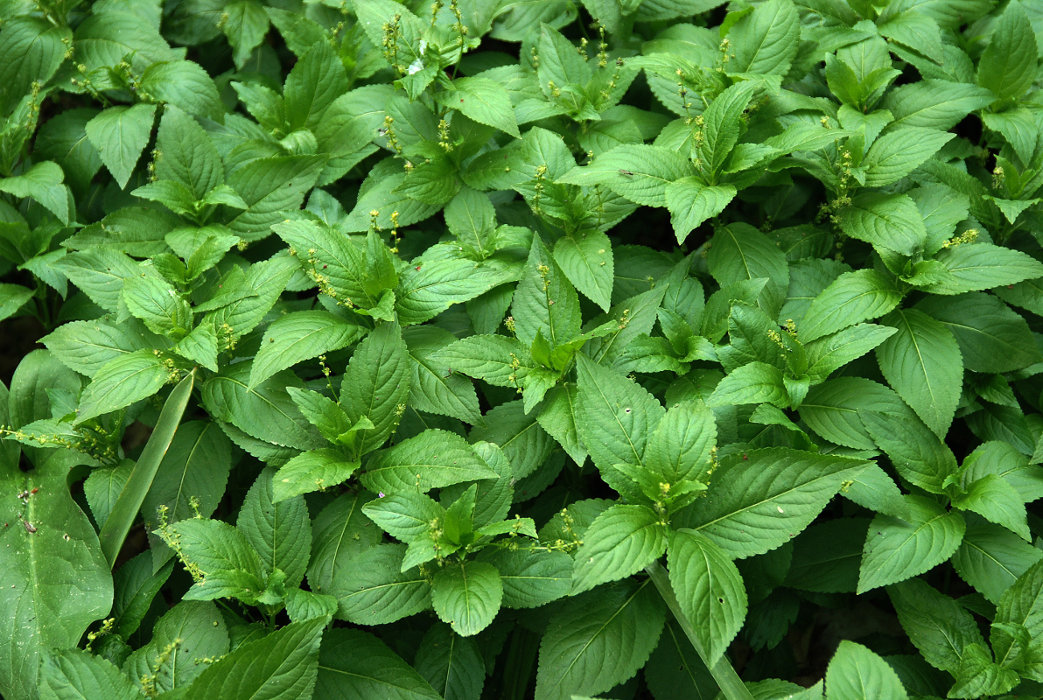 Image of Mercurialis perennis specimen.