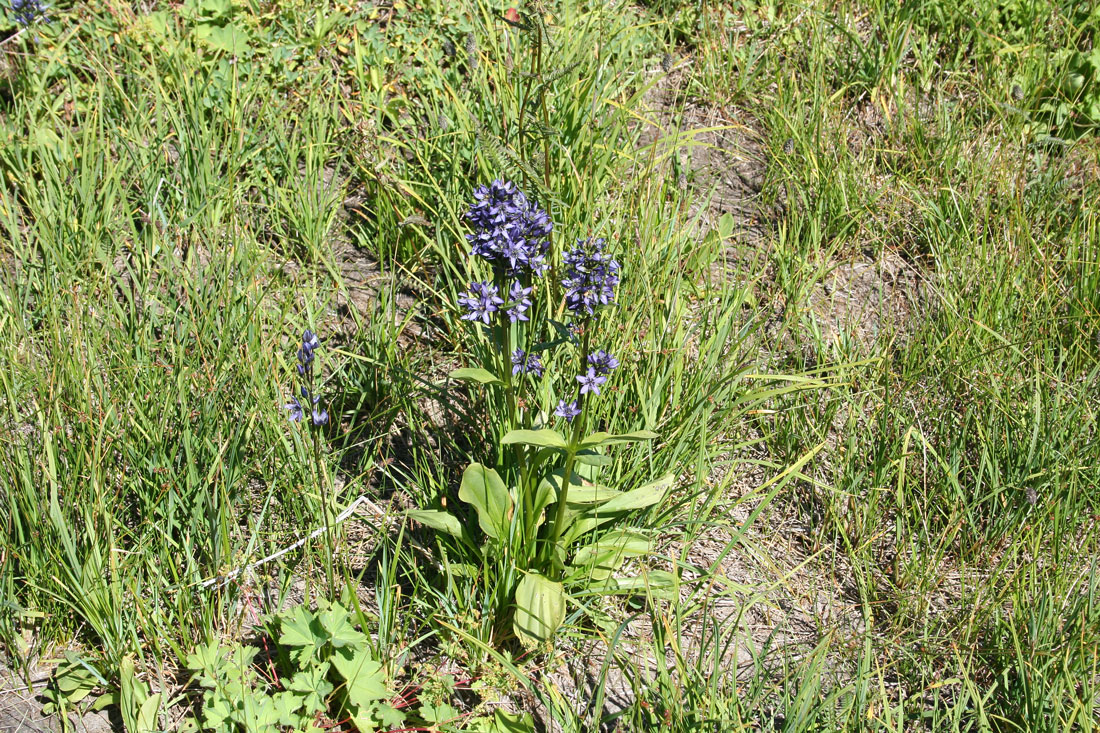 Image of Swertia obtusa specimen.