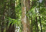 Freycinetia excelsa. Часть вегетирующего растения на стволе дерева. Австралия, северо-восточный Квинсленд, окр. пос. Палума (Paluma), дождевой тропический лес. Конец сухого сезона (сезон gurreng). 29.09.2009.