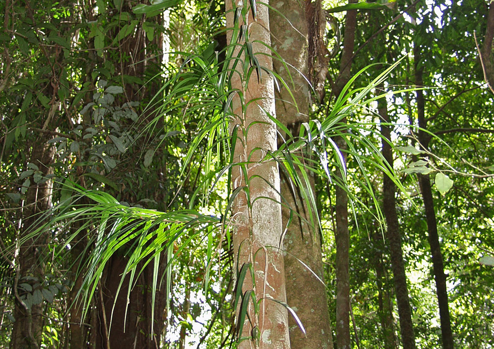 Image of Freycinetia excelsa specimen.