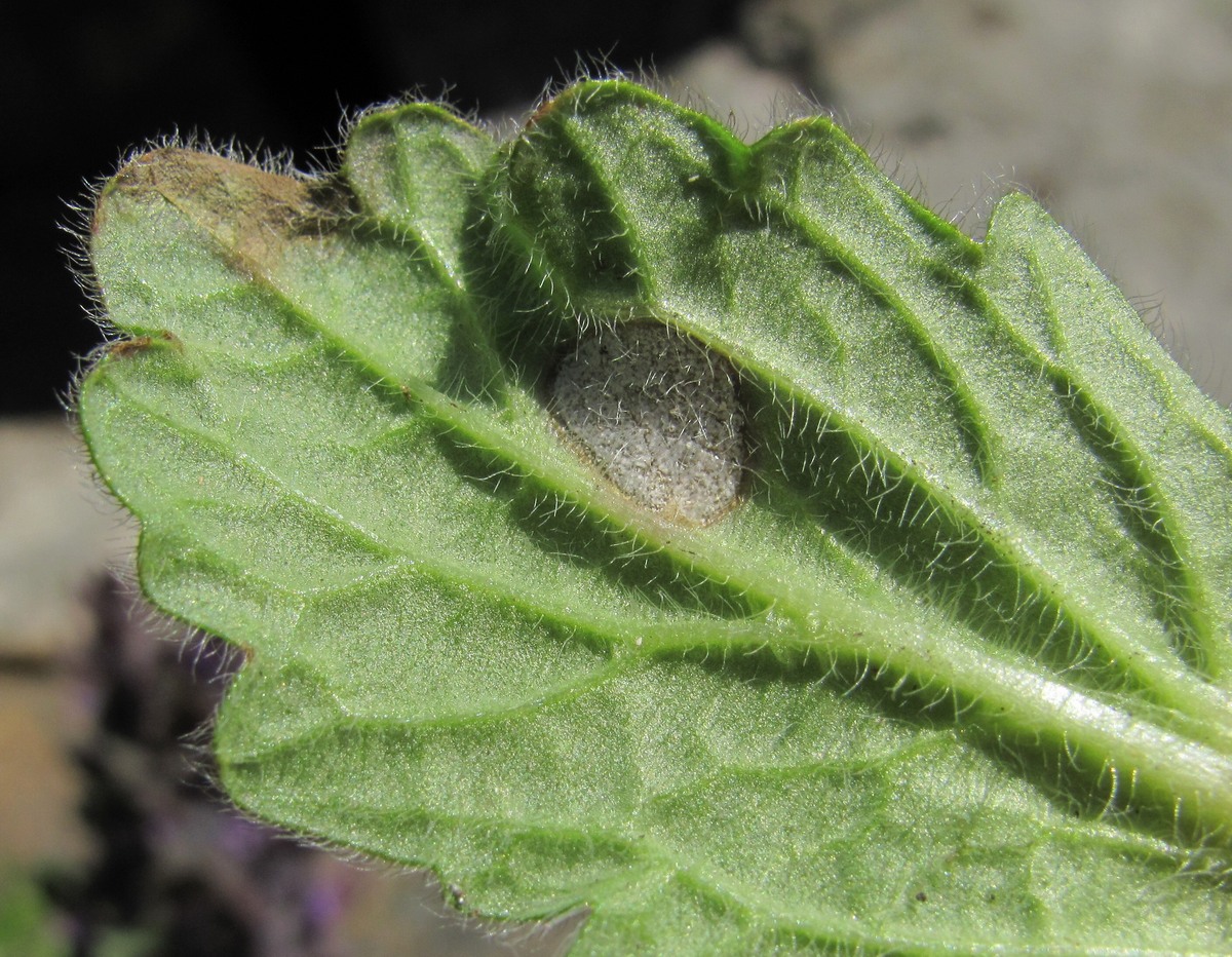 Image of Ajuga orientalis specimen.