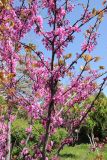 Cercis siliquastrum