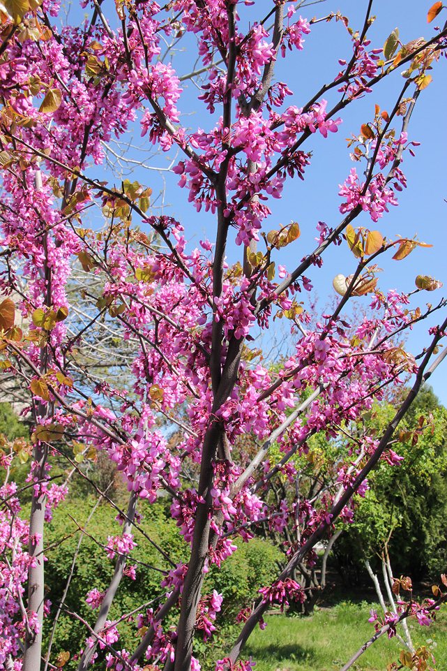 Image of Cercis siliquastrum specimen.
