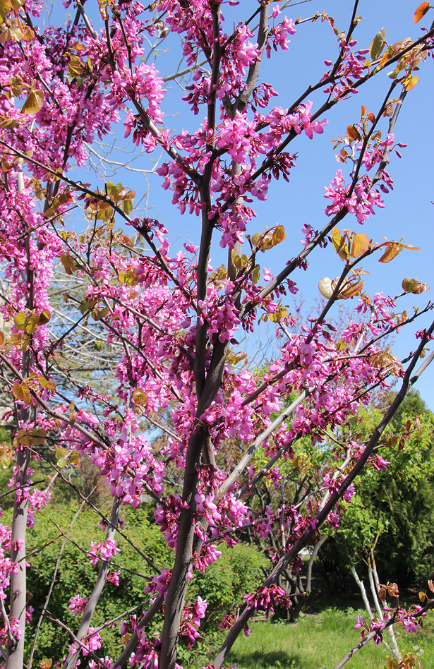 Image of Cercis siliquastrum specimen.