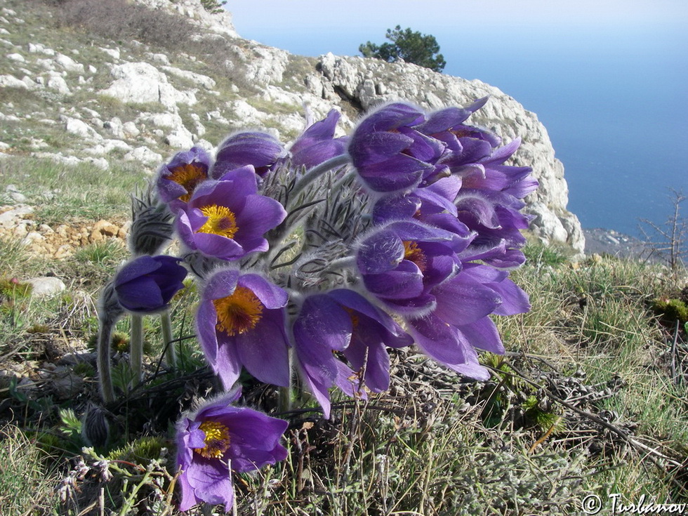 Изображение особи Pulsatilla taurica.