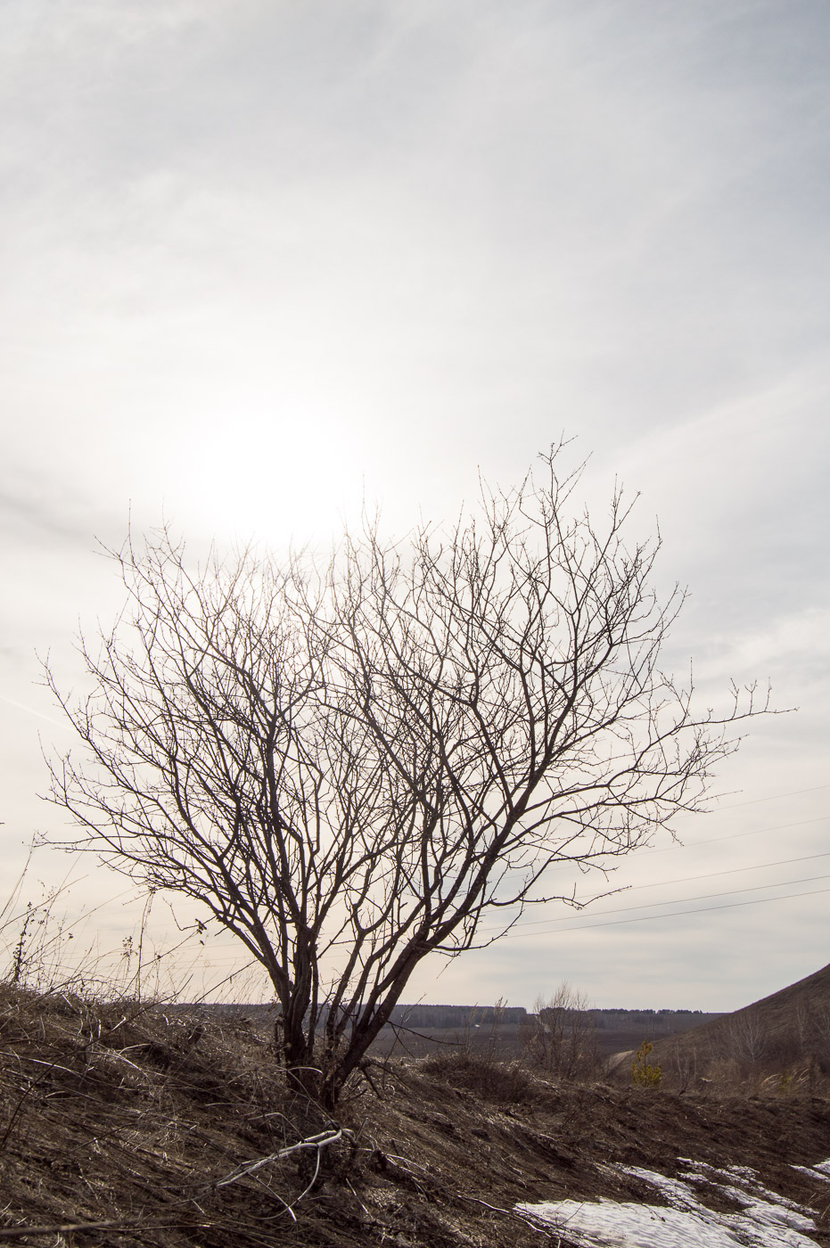 Image of Rhamnus cathartica specimen.