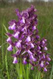 Anacamptis morio subspecies caucasica. Соцветия. Крым, Ленинский р-н, окр. г. Щелкино, луг-пастбище на умеренно засоленных песках. 7 мая 2017 г.