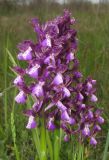 Anacamptis morio ssp. caucasica