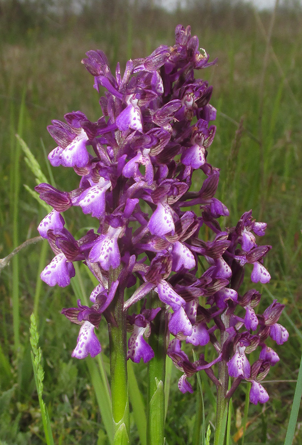 Изображение особи Anacamptis morio ssp. caucasica.