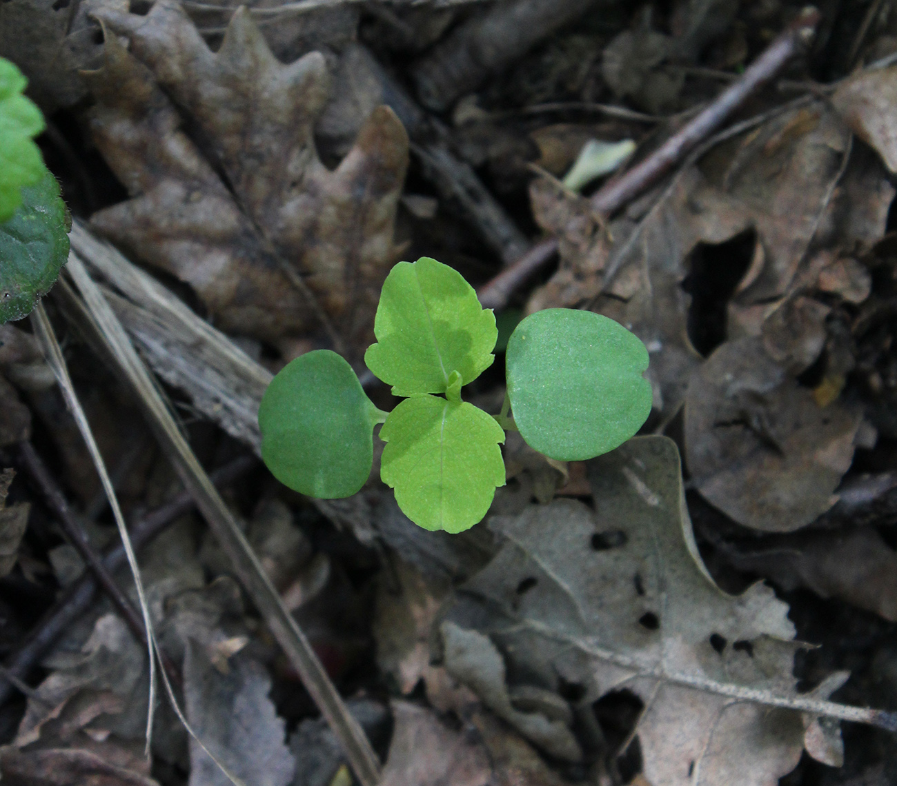 Image of Impatiens noli-tangere specimen.