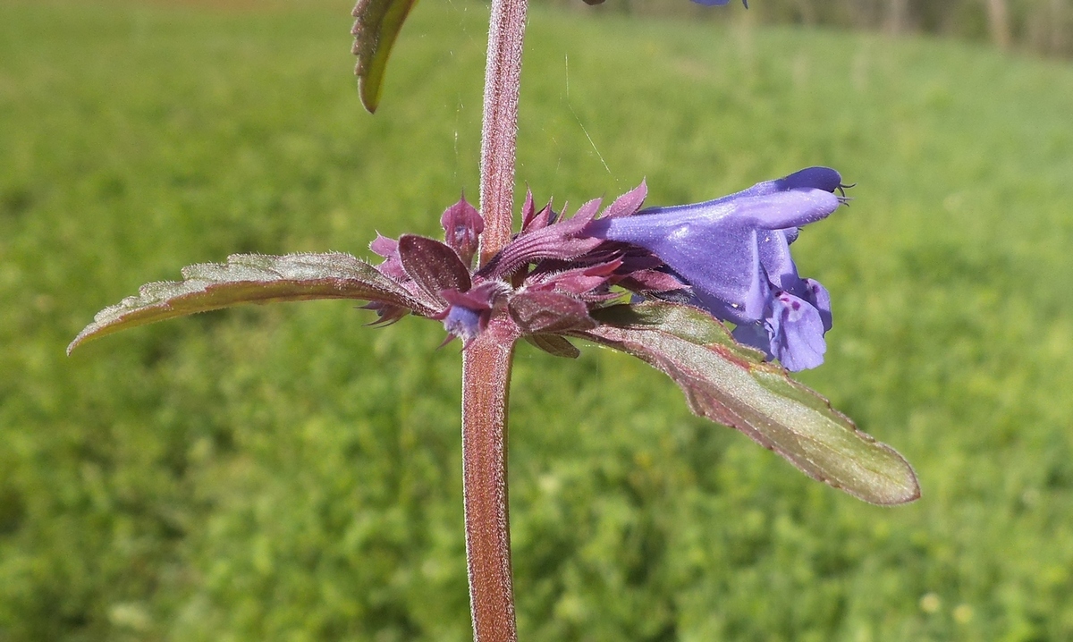 Изображение особи Dracocephalum nutans.