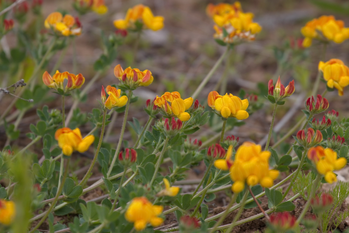 Изображение особи Lotus corniculatus.