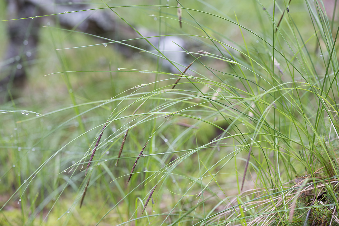 Изображение особи Carex lasiocarpa.