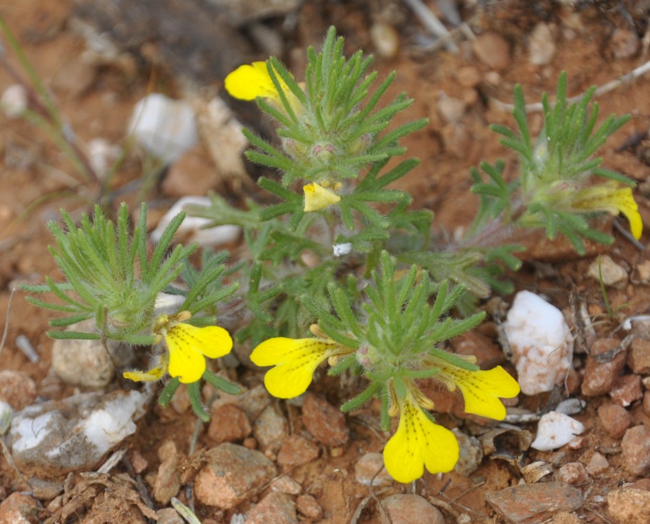 Image of Ajuga chia specimen.