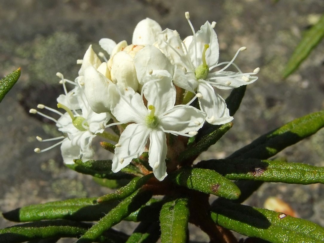 Image of Ledum decumbens specimen.