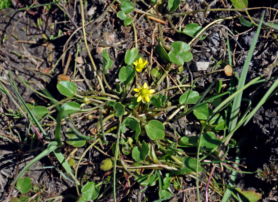 Image of Halerpestes sarmentosa specimen.