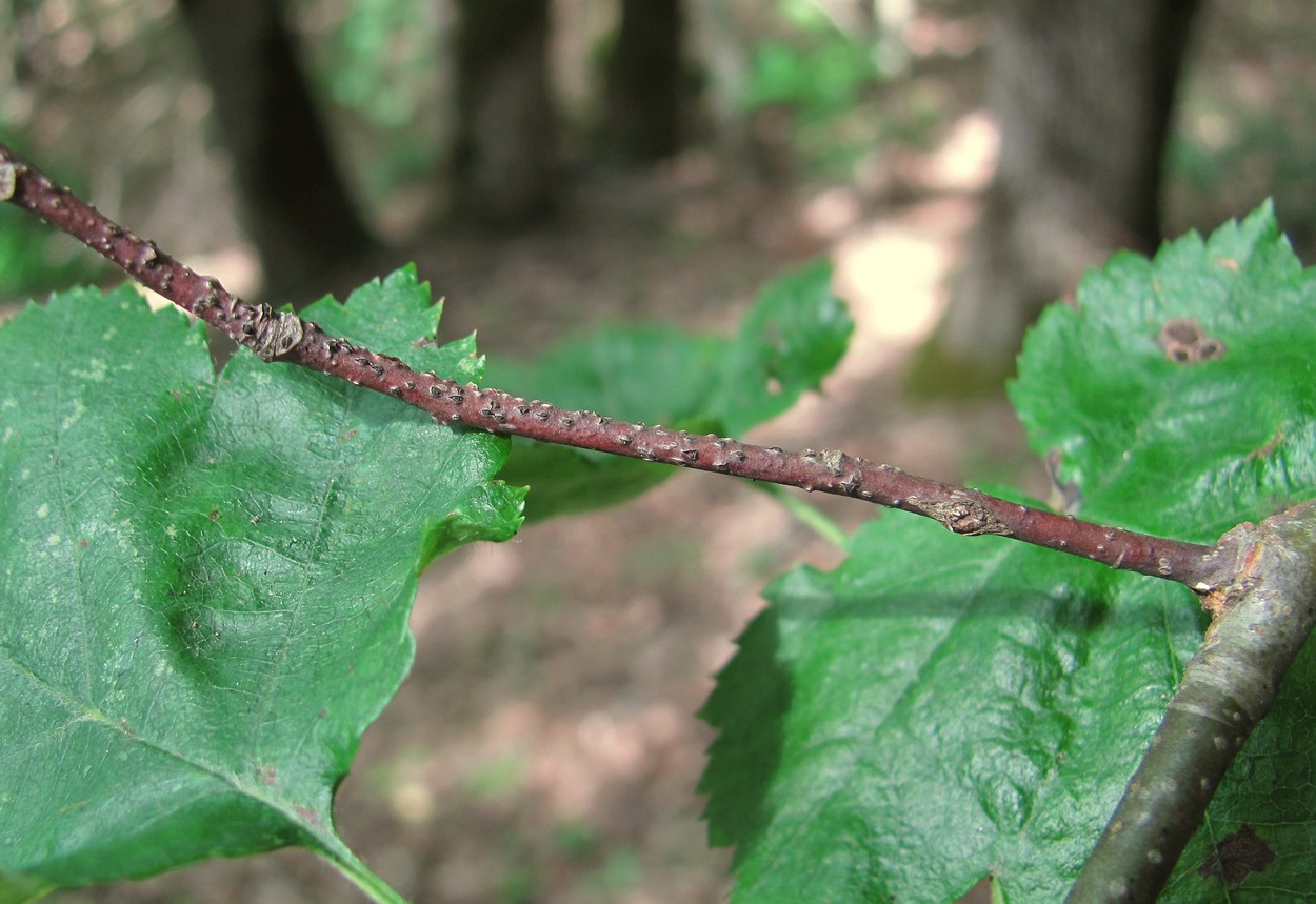 Image of Sorbus torminalis specimen.
