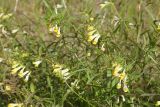 Melampyrum pratense