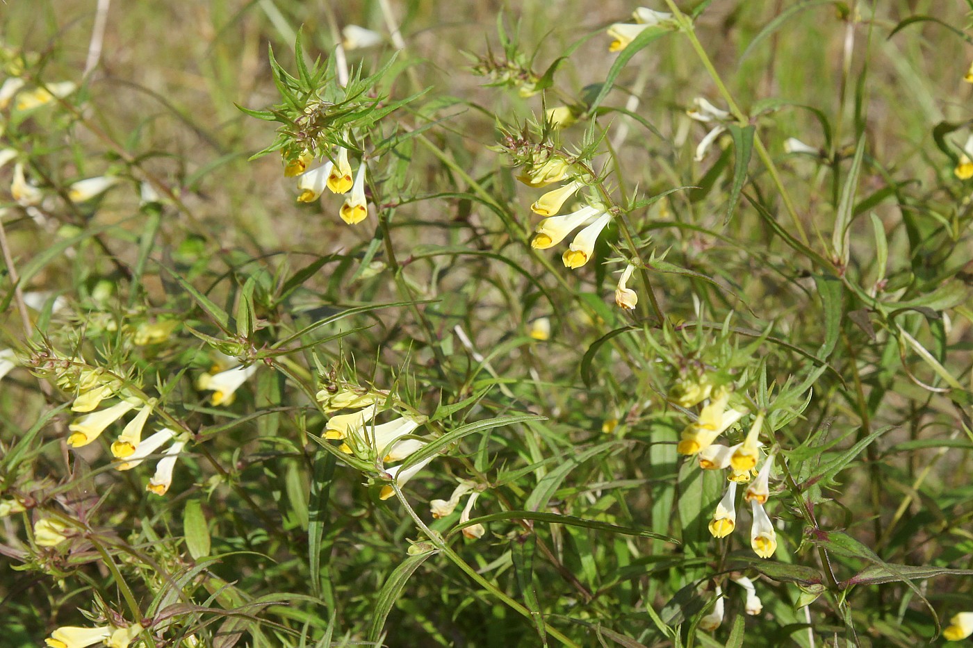 Image of Melampyrum pratense specimen.