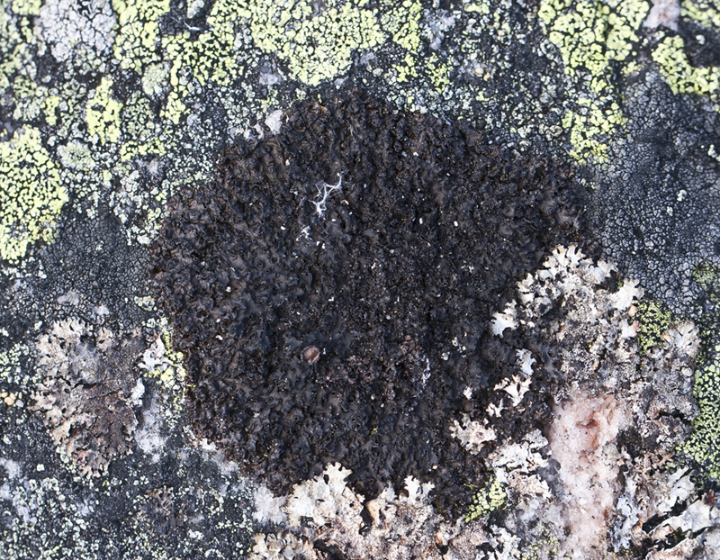 Image of division Ascomycota specimen.