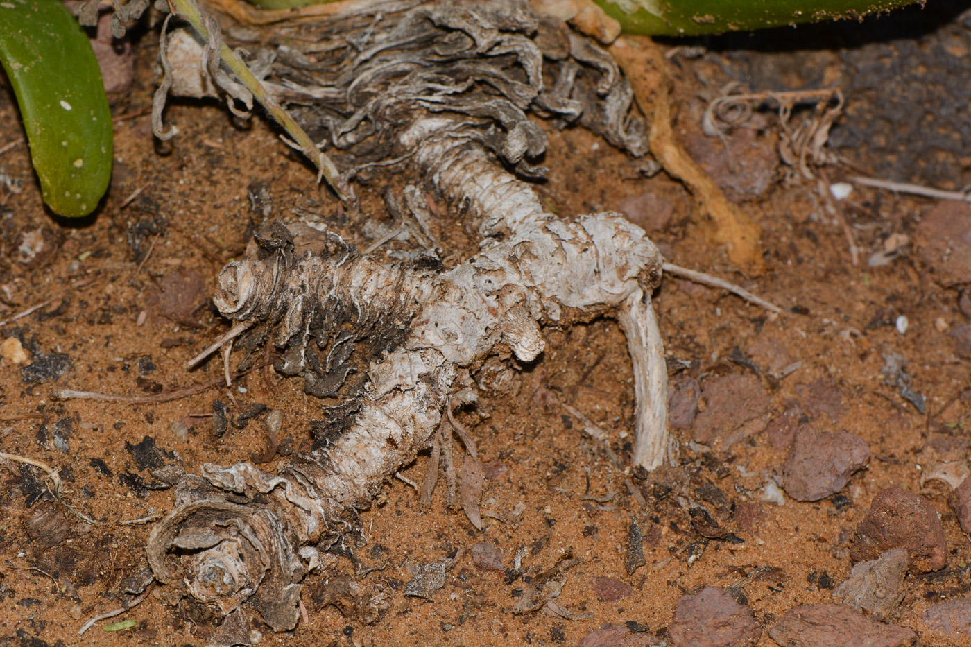 Image of Glottiphyllum linguiforme specimen.