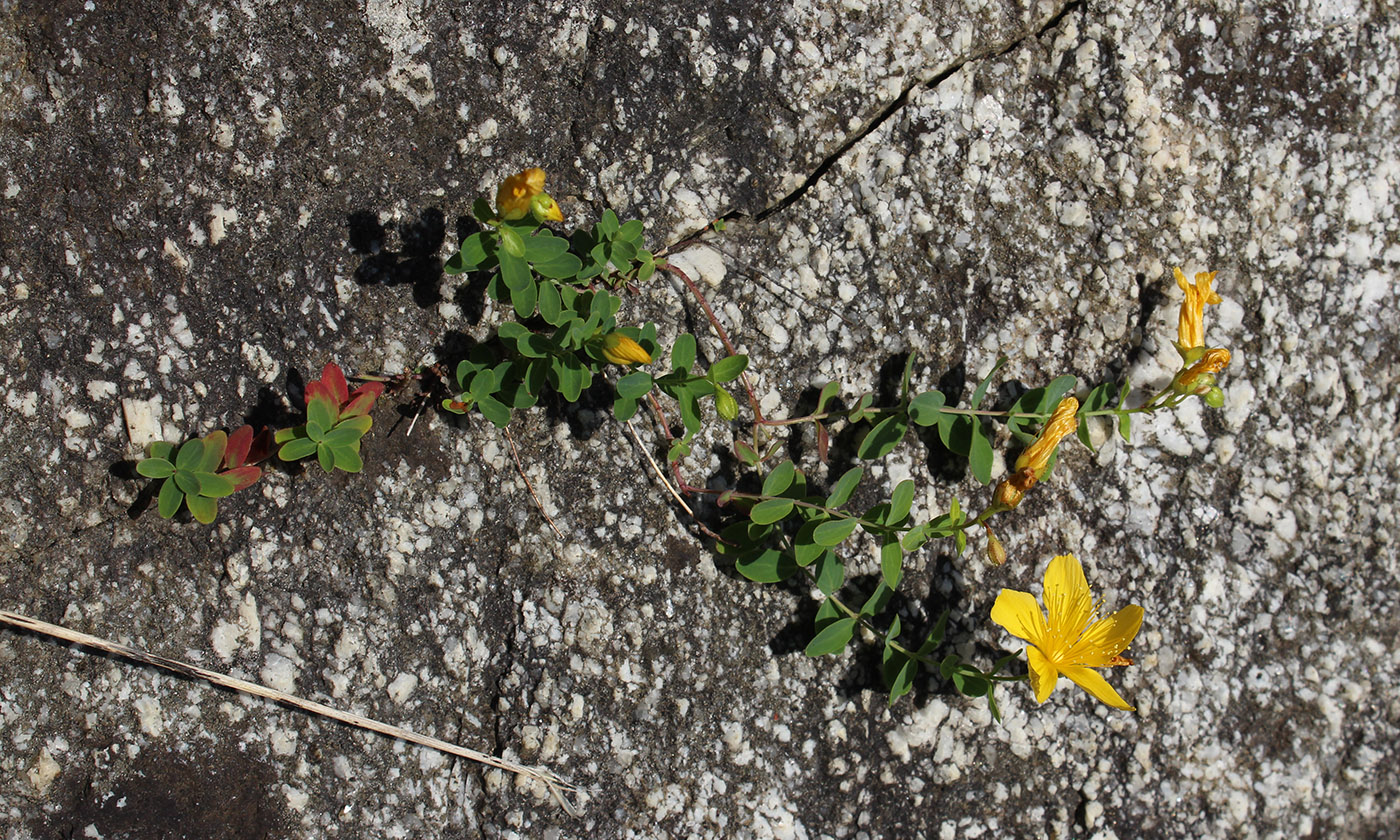 Image of Hypericum nummularioides specimen.