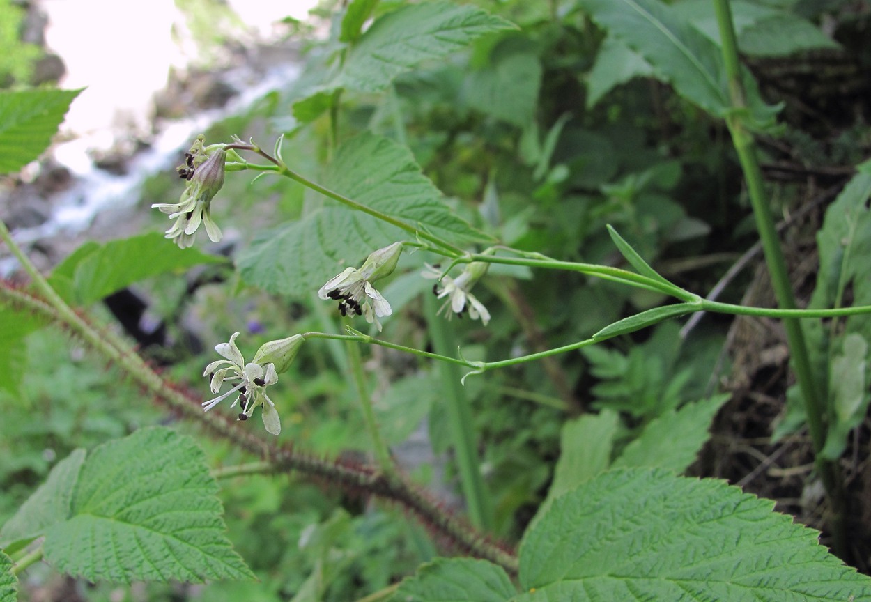 Изображение особи Silene saxatilis.