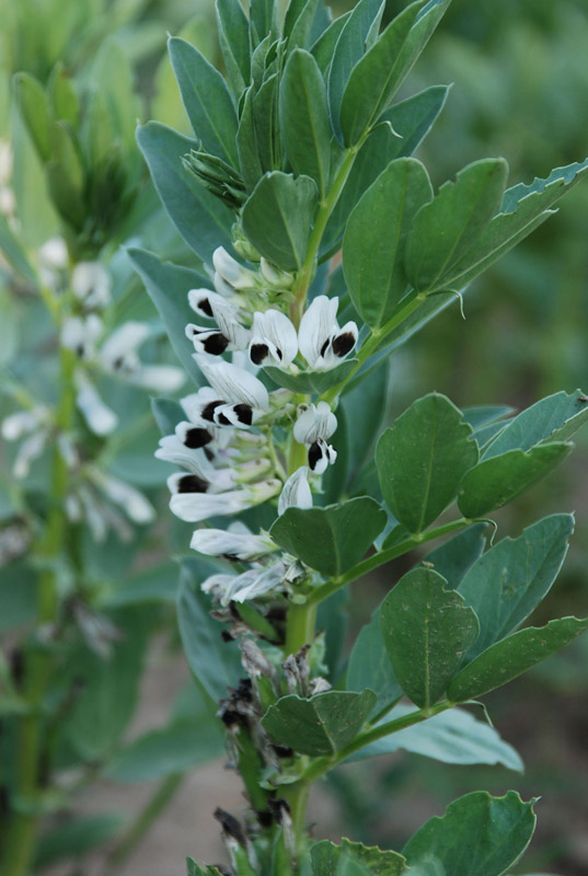 Изображение особи Vicia faba.