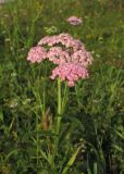 Achillea millefolium. Верхушка цветущего растения. Новосибирская обл., г. Новосибирск, окр. Академгородка, побережье Новосибирского вдхр., луговая поляна среди прибрежной древесной растительности. 5 августа 2017 г.