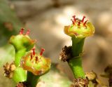 Euphorbia neriifolia