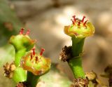 Euphorbia neriifolia. Циации. Израиль, впадина Мертвого моря, киббуц Эйн-Геди. 26.04.2017.