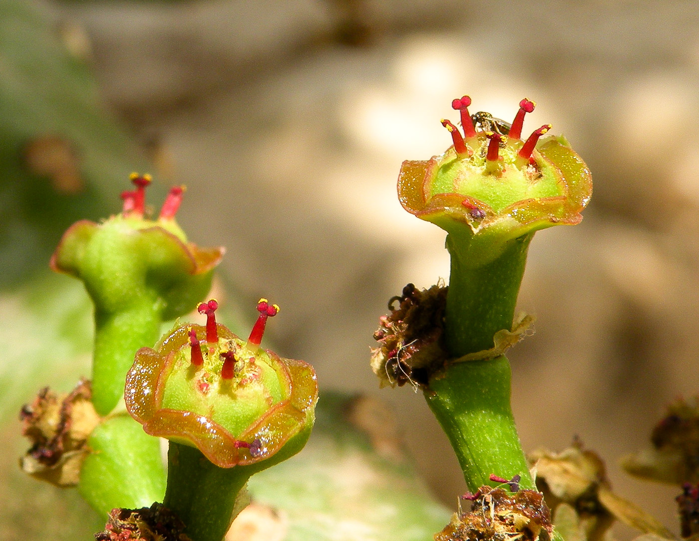 Изображение особи Euphorbia neriifolia.