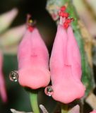 Euphorbia tithymaloides. Циации. Израиль, впадина Мёртвого моря, киббуц Эйн-Геди. 24.04.2017.
