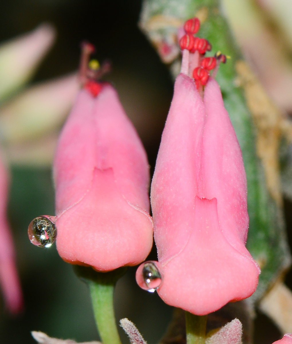 Изображение особи Euphorbia tithymaloides.