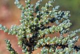 Salsola dendroides. Верхушка побега с развивающимися плодами. Узбекистан, г. Ташкент; остатки исторического памятника \"Актепа Чиланзарский\", оплывший лёссовый холм. 23.09.2017.