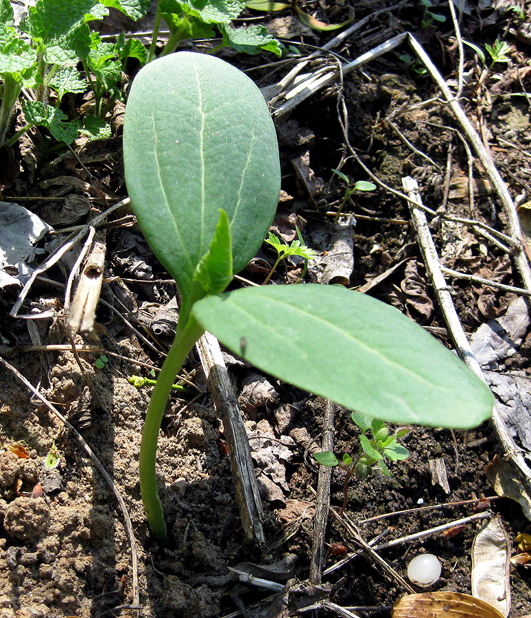 Изображение особи Echinocystis lobata.