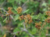 Spiraea crenata. Часть ветви с незрелыми плодами. Кабардино-Балкария, Эльбрусский р-н, окр. пос. Эльбрус, ок. 1900 м н.у.м., склон горы. 29.07.2017.